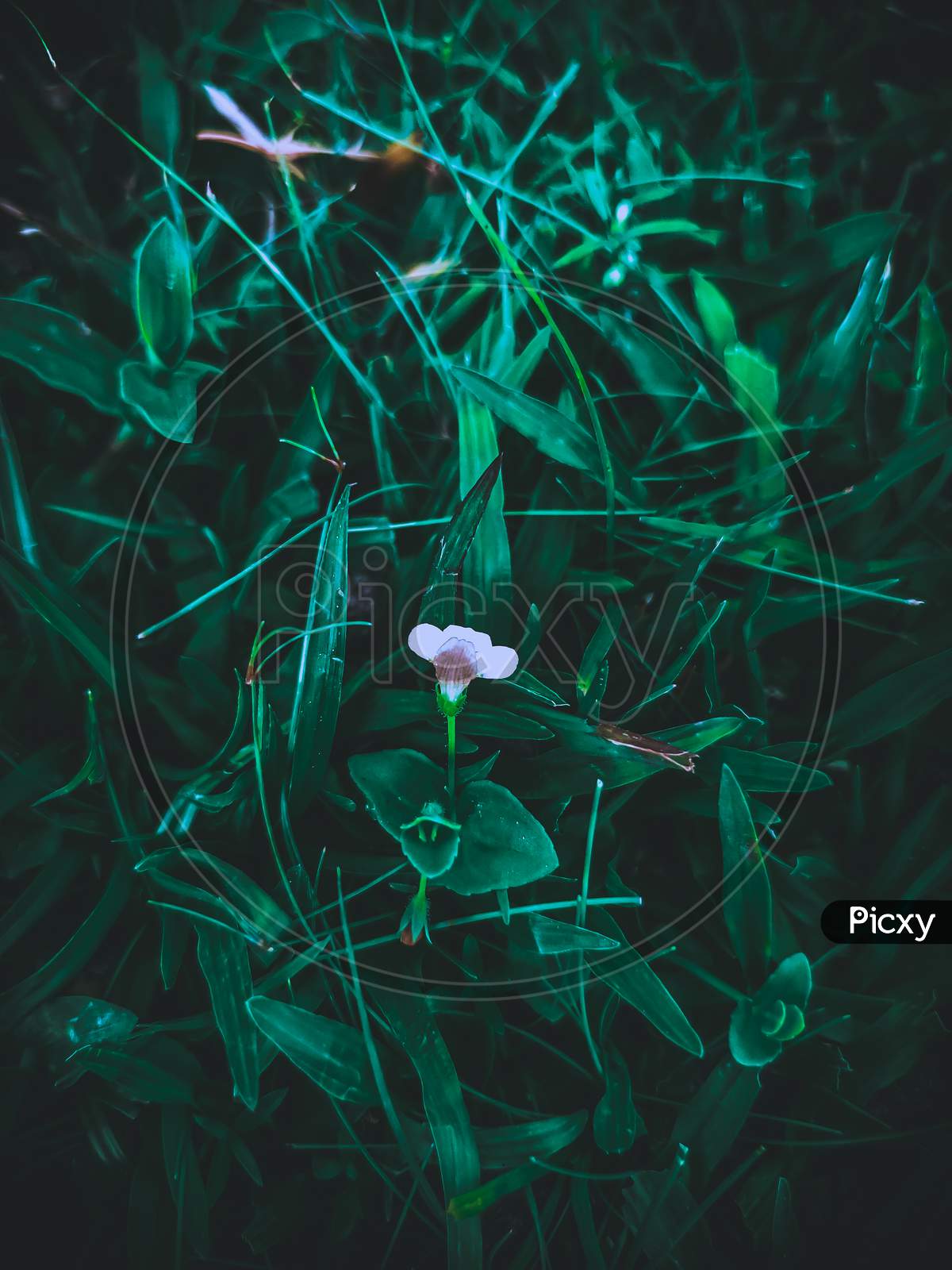 White flower with some green leafs,grass flower,white flower