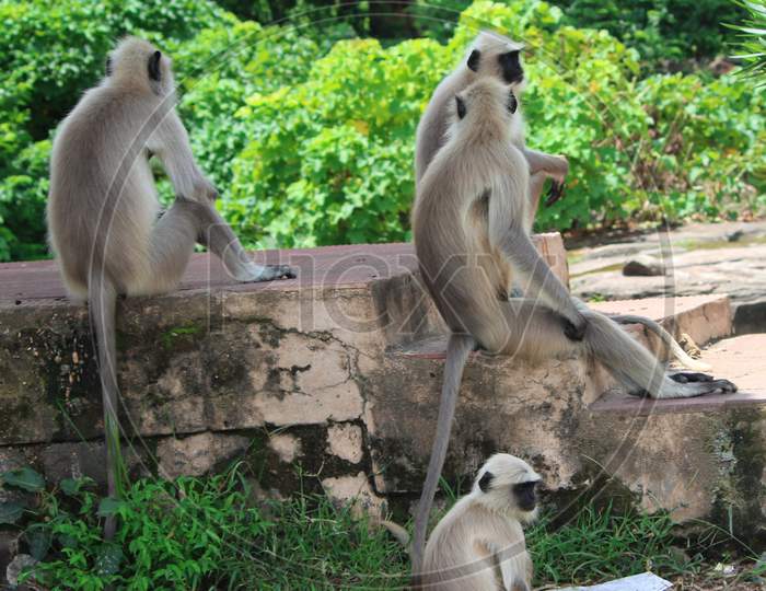 monkeys,langur monkeys,group of monkeys.