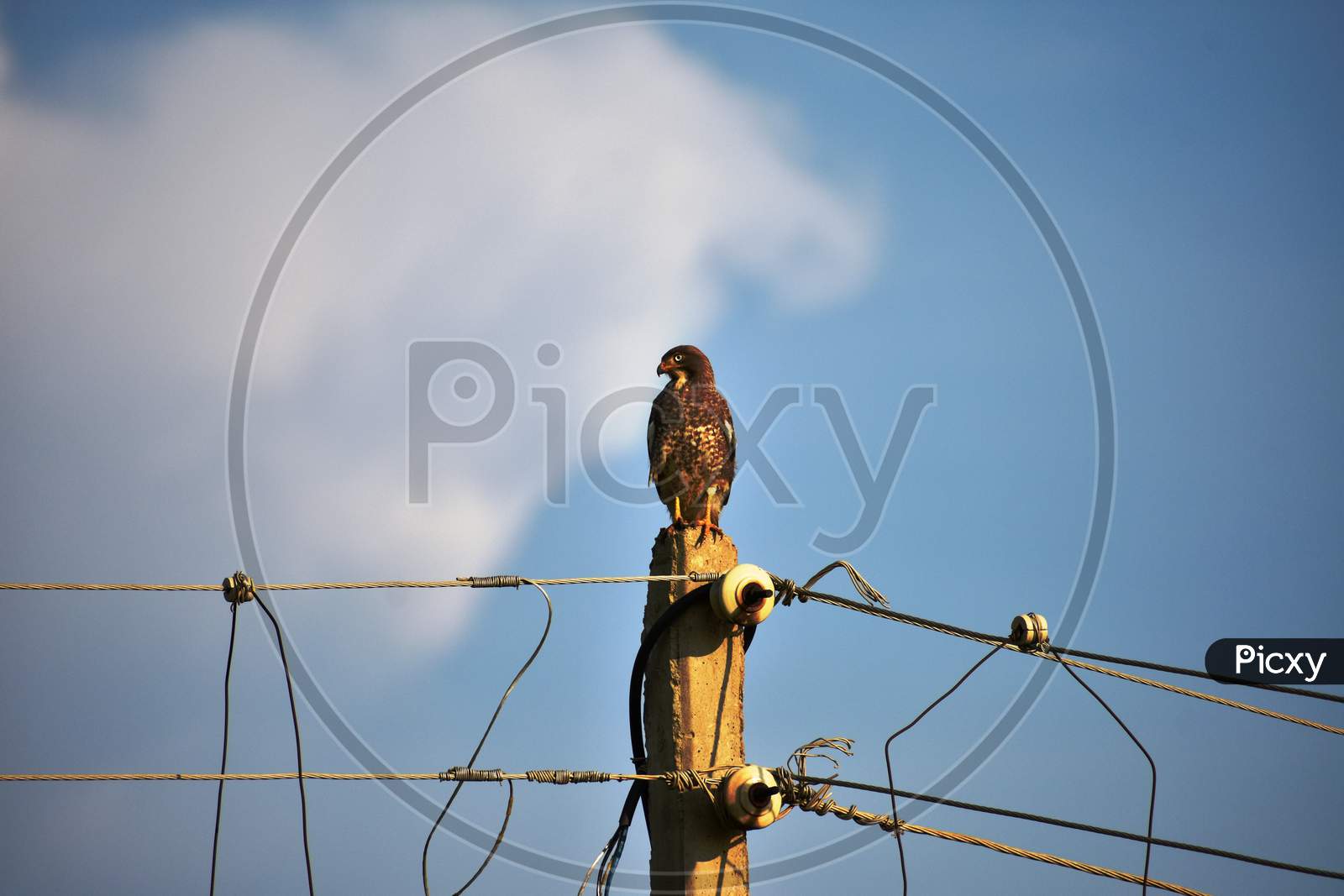 Black kite hawk or Milvus migrans sitting on the pole.