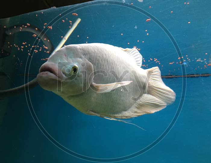 A Fish in the Cubbon Park Government Aquarium, Bangalore, Karnataka, India