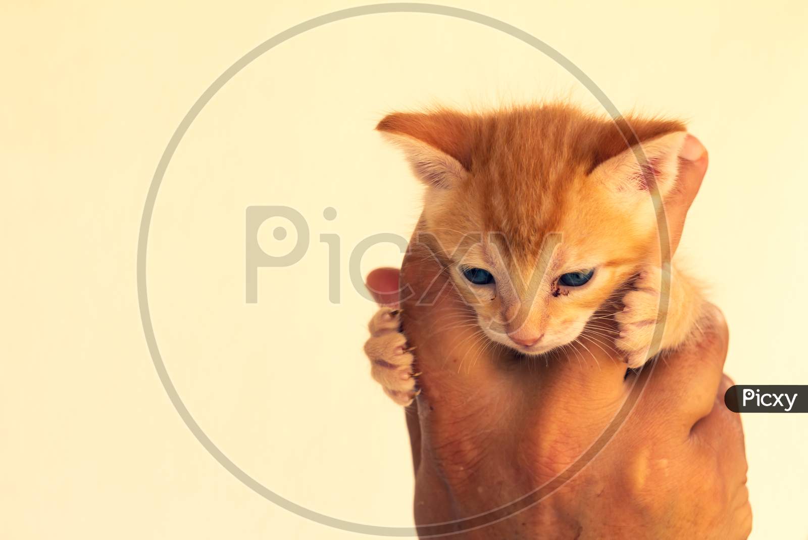 Small Cat Held In The Hands Of A Man. Free Space To Write. Domestic Animal Of Golden Color.