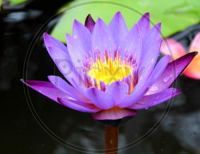 Green leaves of lotus flower in the pond