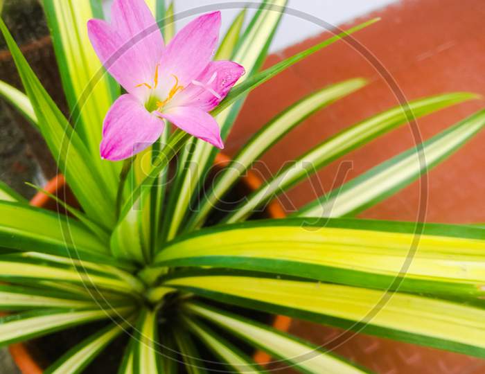 Beautiful Pink Flower From A Grass Plant.