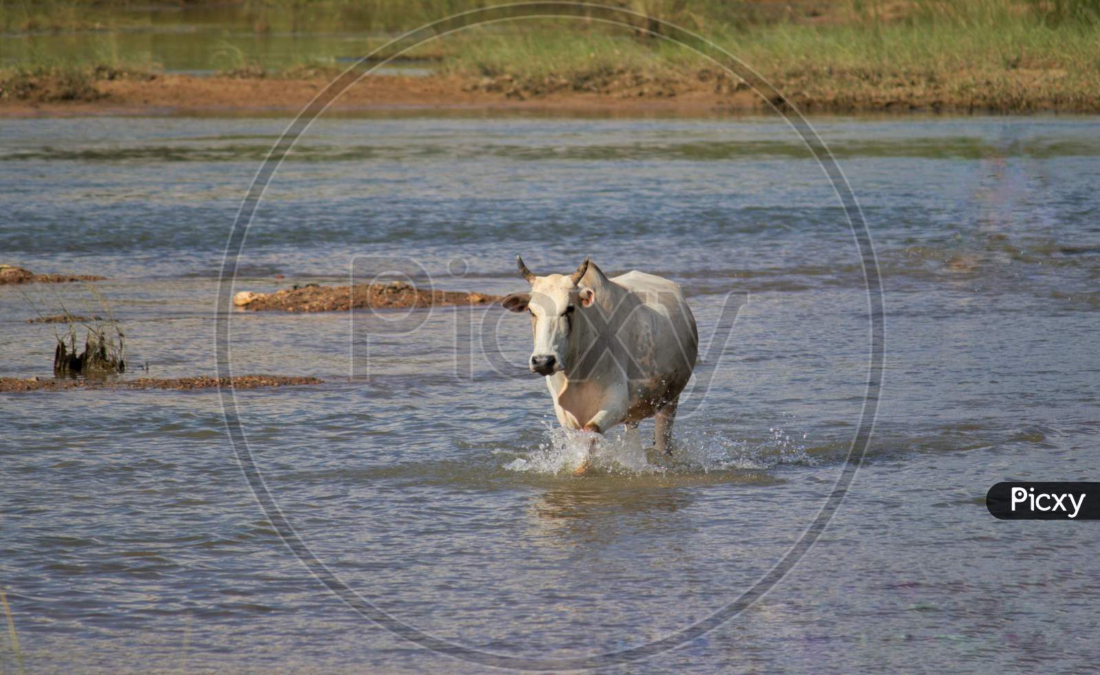 Cow Running In River Water To Cross It, Indian Countryside Beauty, Perfect For Wallpaper