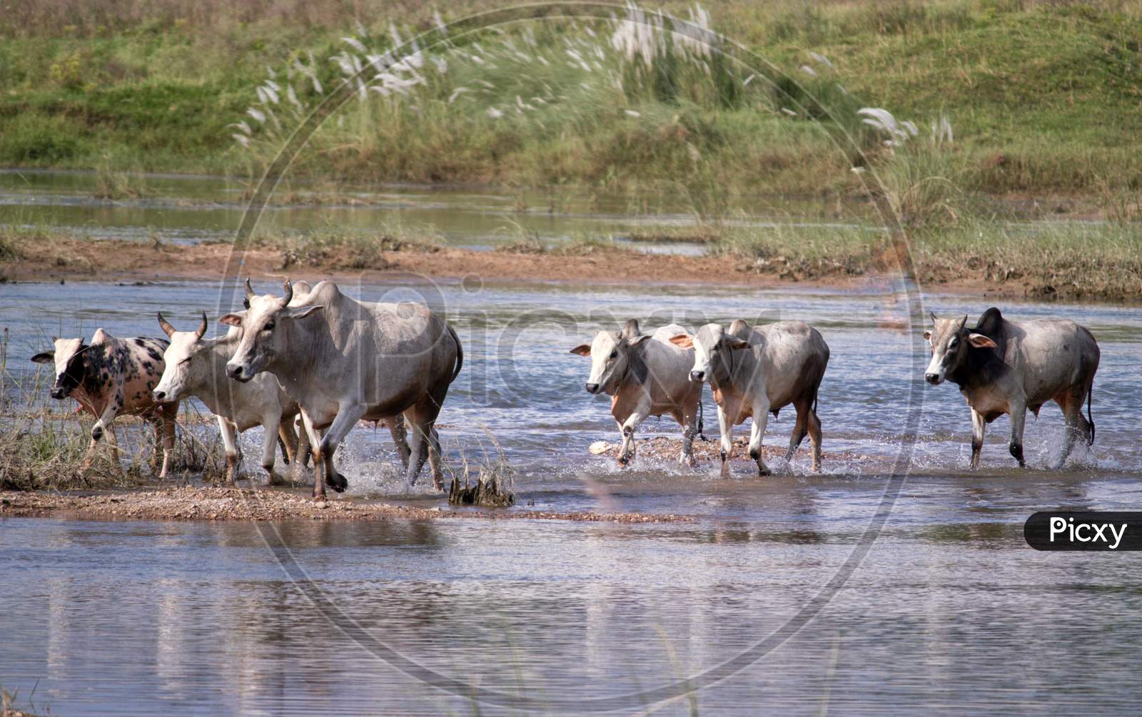 Cows And Bulls Crossing River, Indian Countryside Beauty, Perfect For Wallpaper