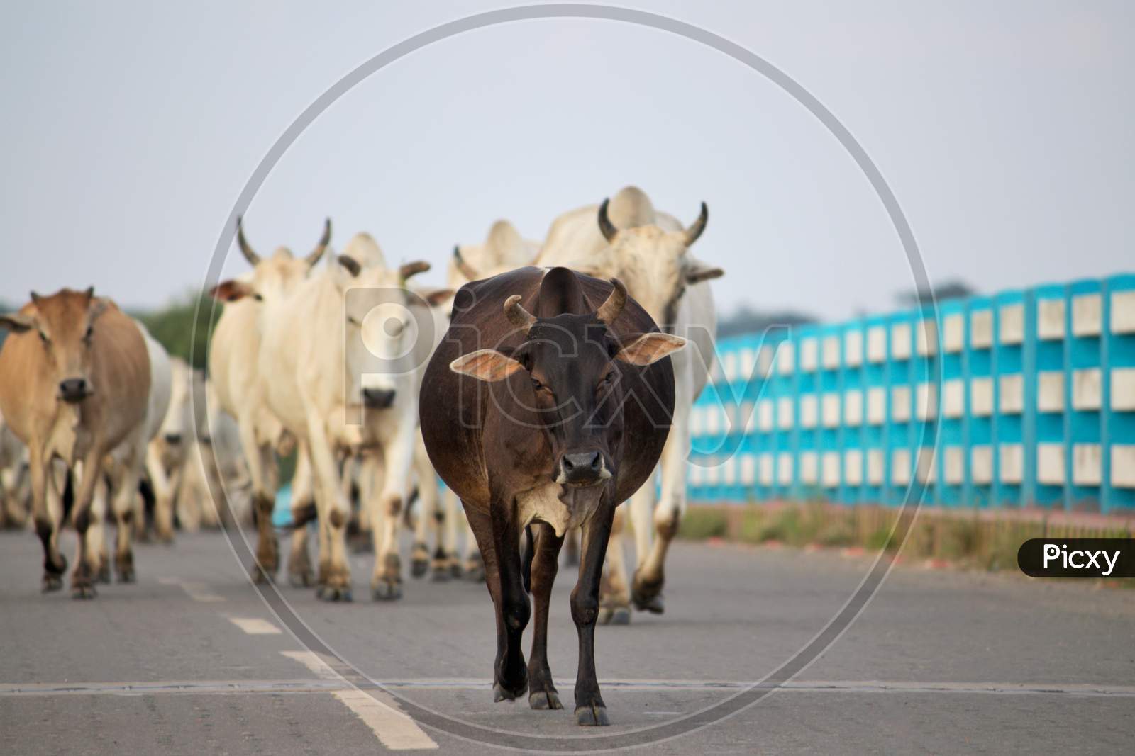 Cow Leading Other Cows And Bulls on A Bridge Towards Home