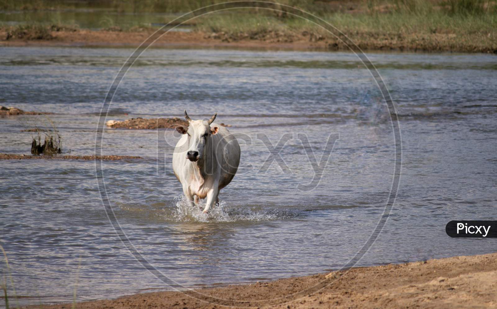 Cow Walking In River Water To Cross It