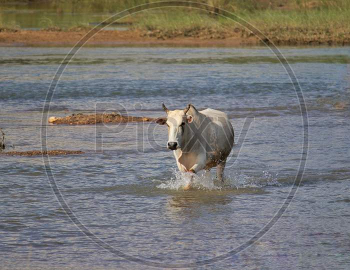 Cow Running In River Water To Cross It, Indian Countryside Beauty, Perfect For Wallpaper