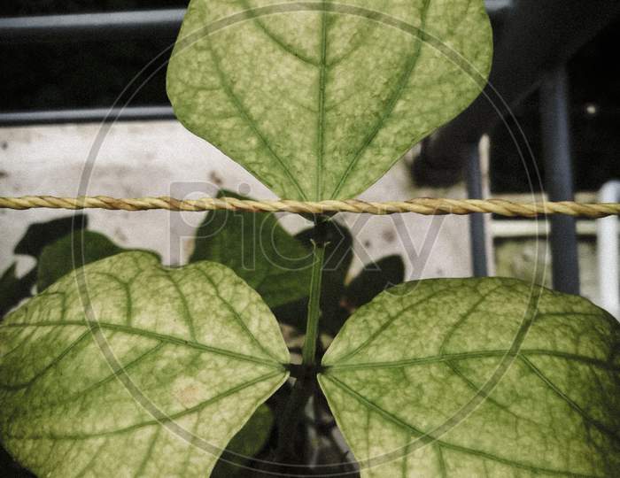 Closeup Shot Of Consecutive Three Leaves In A Pea Plant.