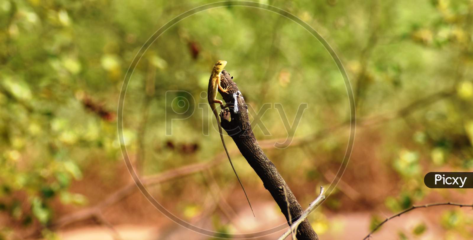 Oriental garden lizard or Calotes versicolor on the dry branch.