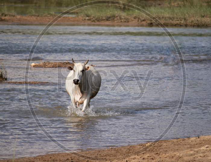 Cow Walking In River Water To Cross It