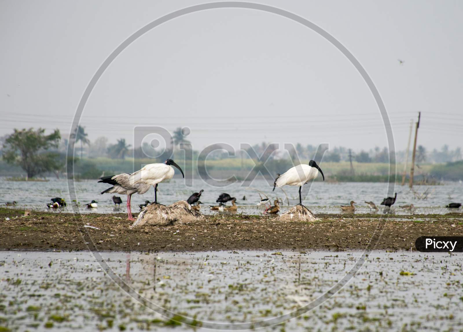 Two Black-Headed Ibis Birds Standing In A Lake In India