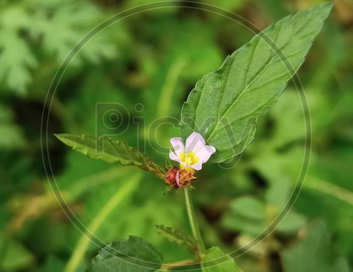 Pink Tiny Wild Flower In The Garden Macro Shot