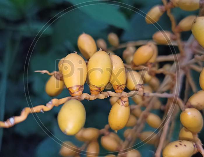 Lots Of Dates Wild Fruit Wrapped Around A Vine Closeup Photography