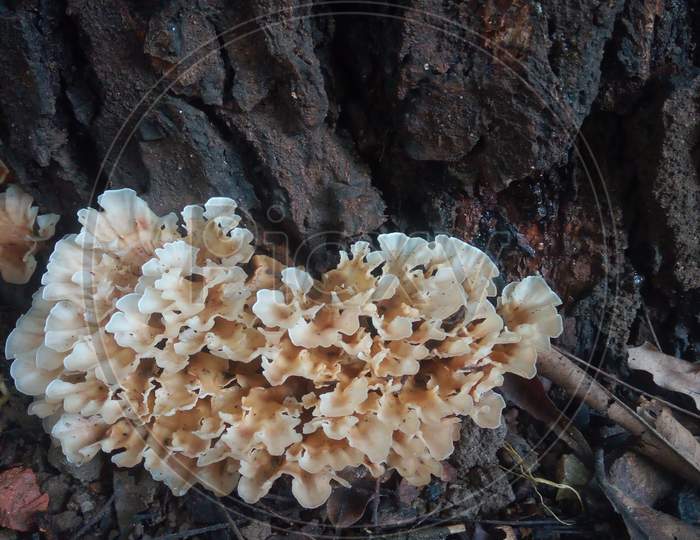 Hen-of-the-wood, mushroom white at brown shades