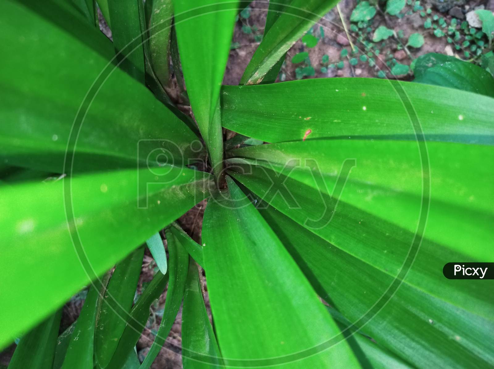 Closeup Nature View Of Green Leaf On Blurred Greenery Background