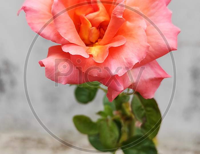 Orange rose focus at the depth of shadow
