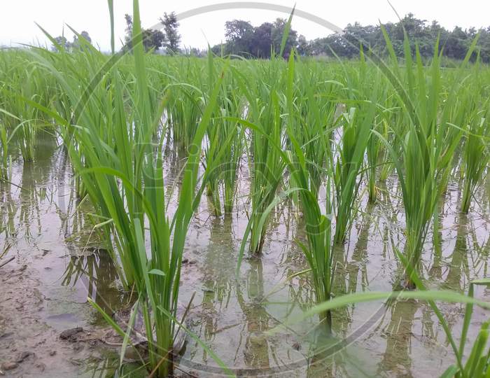 Indian paddy cultivation during the rainy seasons.