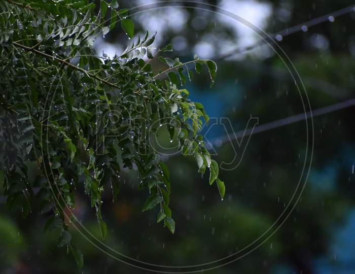 wet leaves in a rainy day