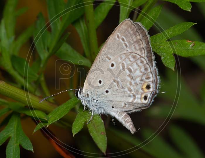 Oriental Gram Blue Butterfly (Euchrysops Cnejus Cnejus) Sitting On A Plant