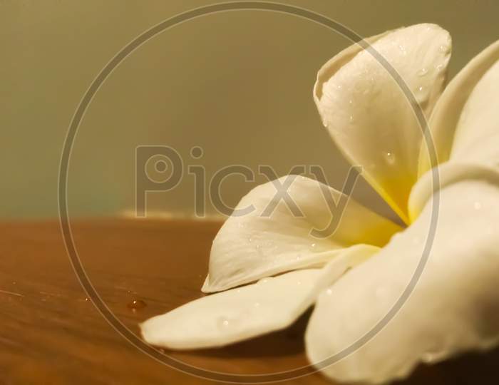 White flower with the water drop