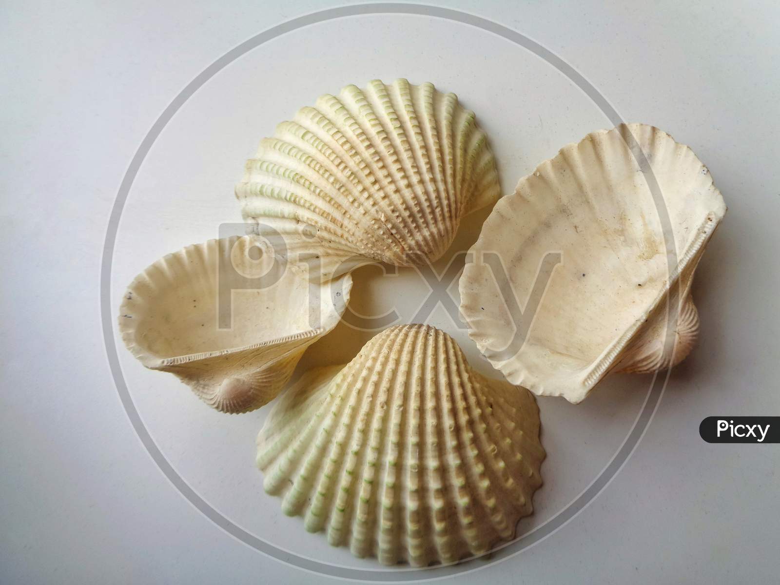 Close up shot of Sea shells isolated on white background