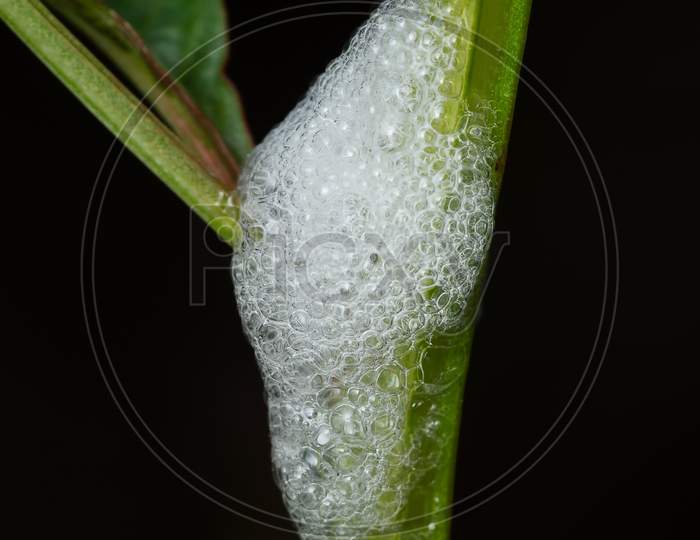 Larvae Of Spittle Bug In Its Home Made Of Foam (Clovia Punctata)