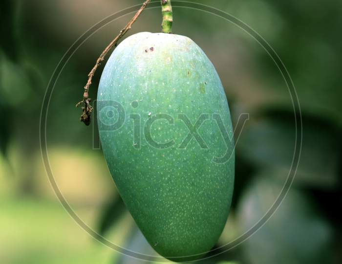 Fresh Green Mango Hanging On Mango Tree