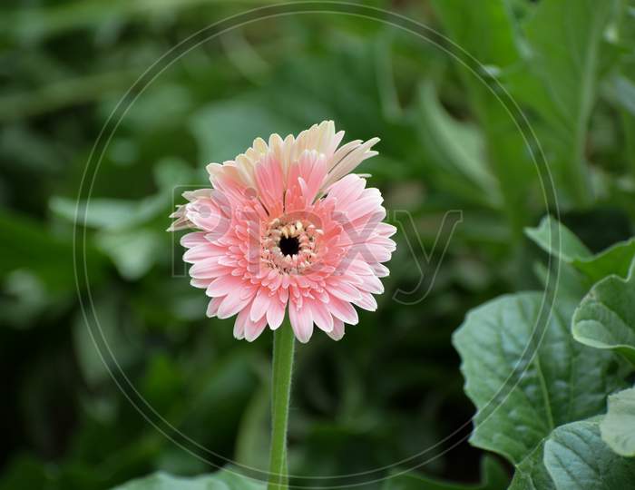 Close Up Shot Of Gerbera Daisies (Gerbera Jamesonii) Are Commonly Grown For Their Bright And Cheerful Daisy-Like Flowers.