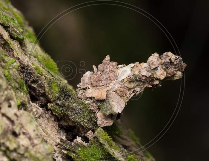 Camouflaged Bagworm Moth Caterpillar On Bark Of Tree