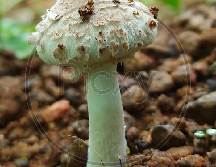 White mushroom focus at the depth of shadow