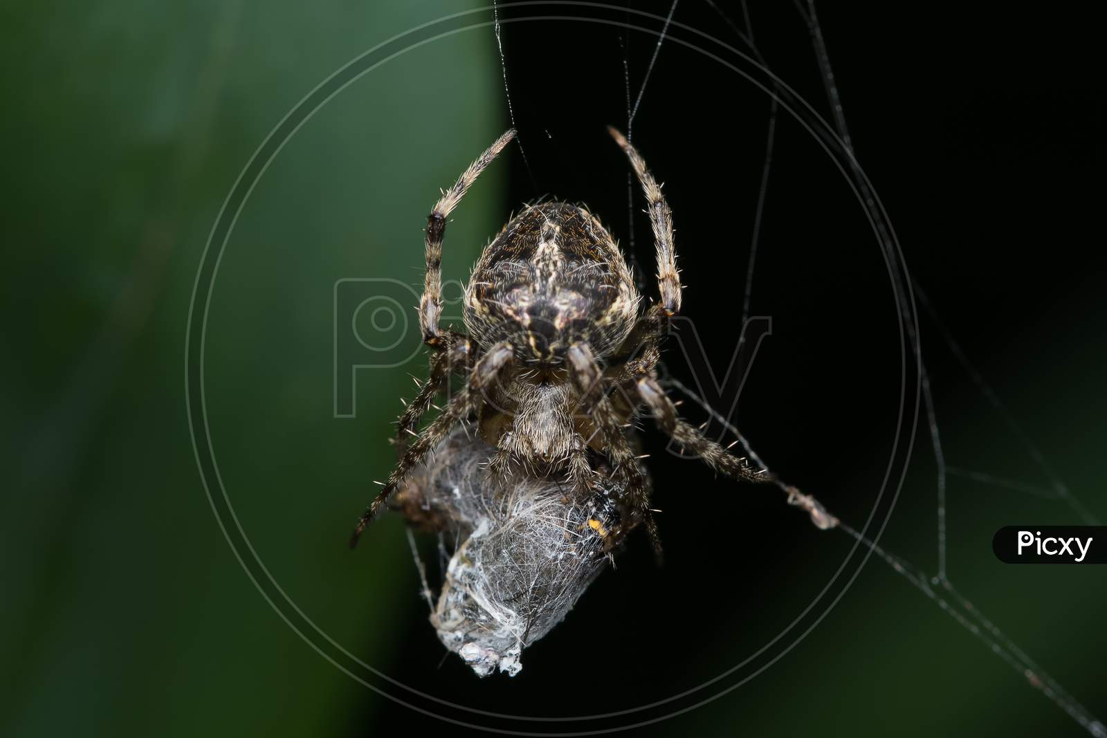 Closeup Of An Orb Weaver Spider (Neoscona Mukherjee) Araneidae Feeding On Other Insect