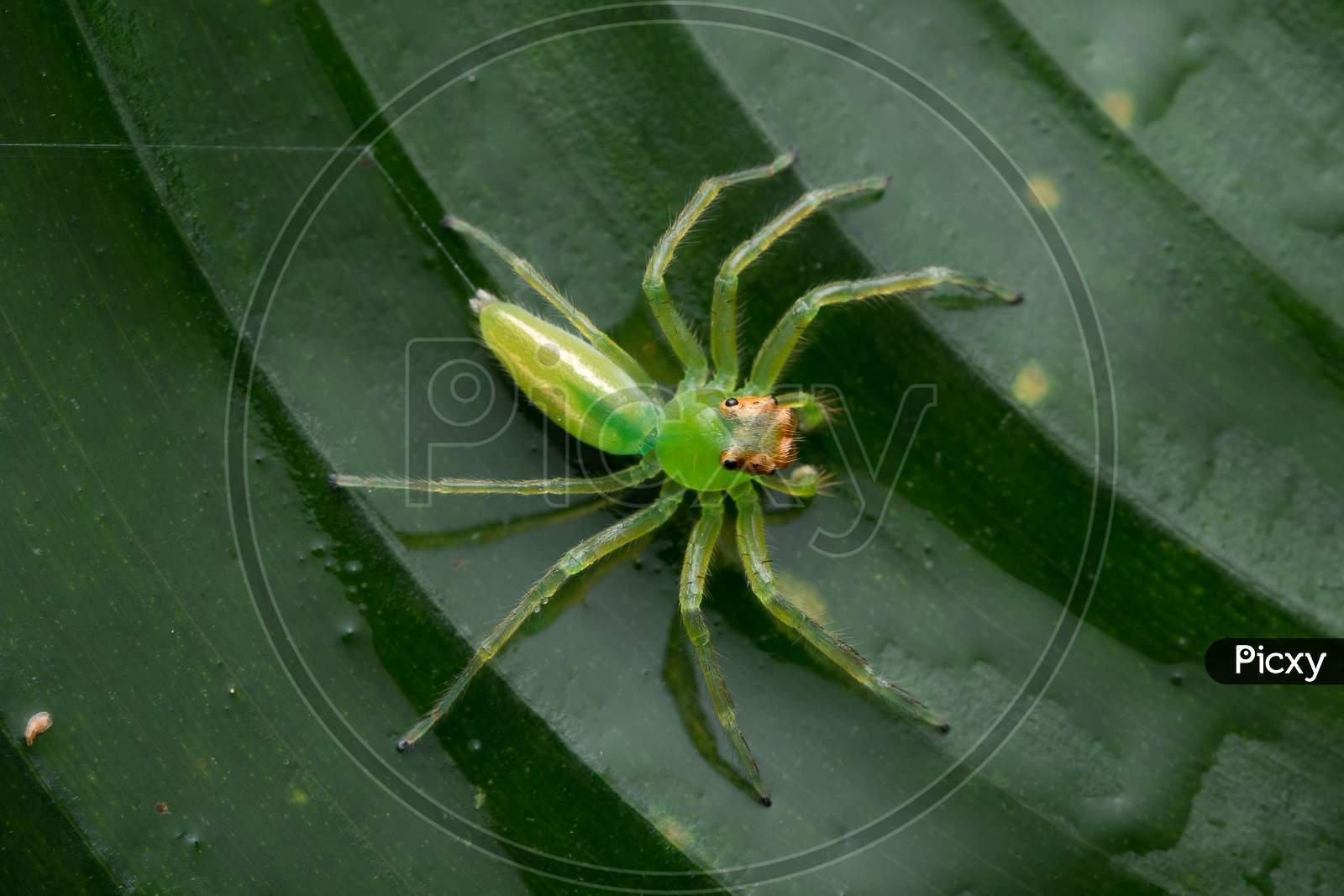 Green Jumping Spider (Epeus Flavobilieatus) Salticidae