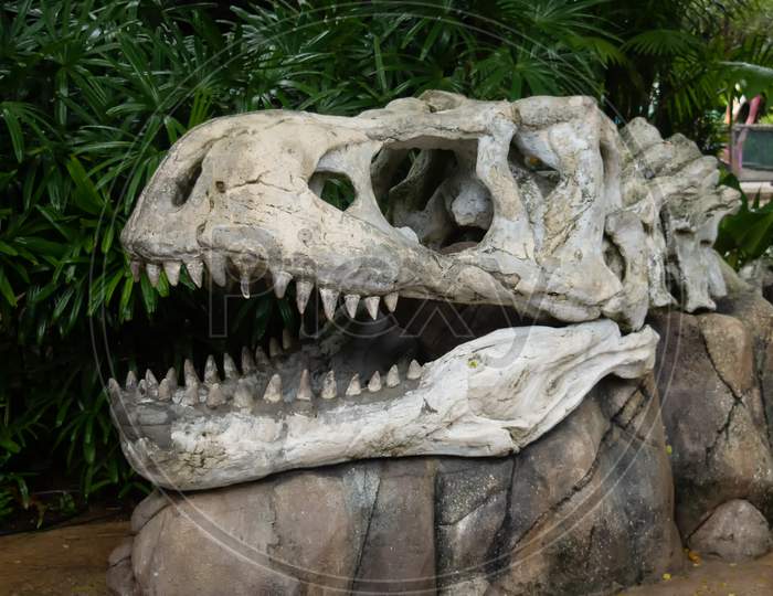 Artificial Skull Of Dinosaur For Display
