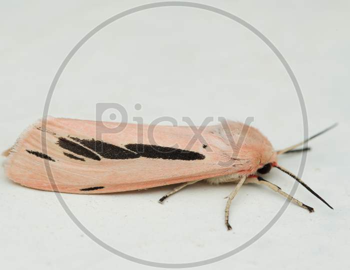 Streaked Tiger Moth (Creatonotus Gangis)