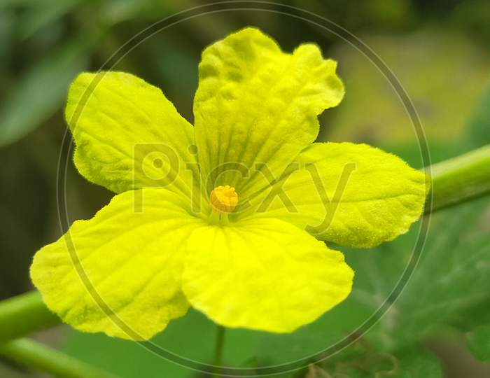 Close up of yellow flower