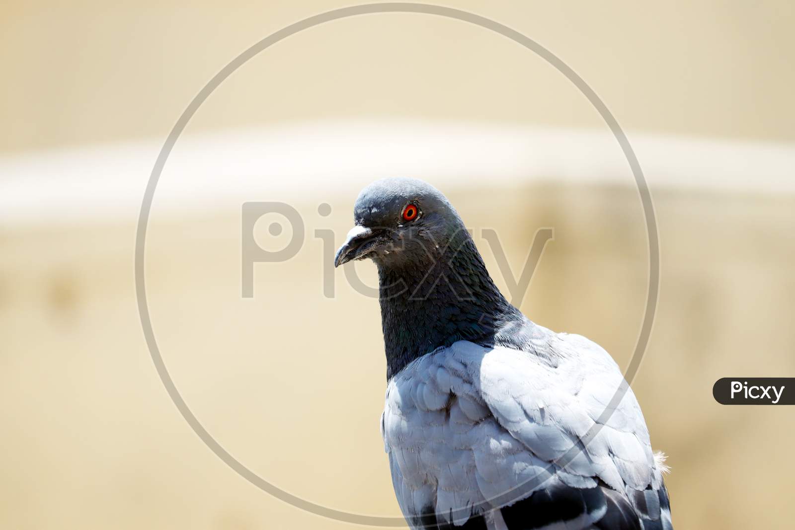 Isolated Pigeon Closeup With Blur Background