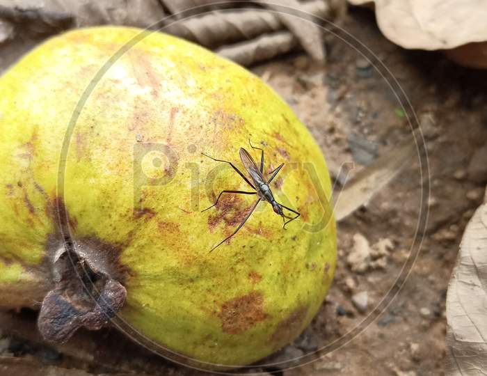 Fruit Flies Feeding On Damaged Guava Fruit