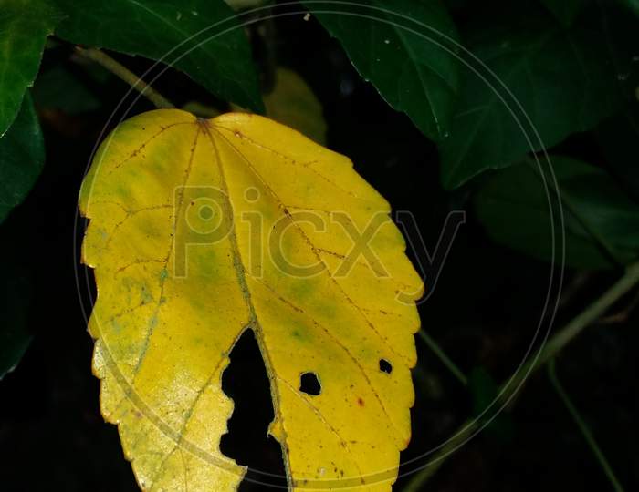 Flower single leaf