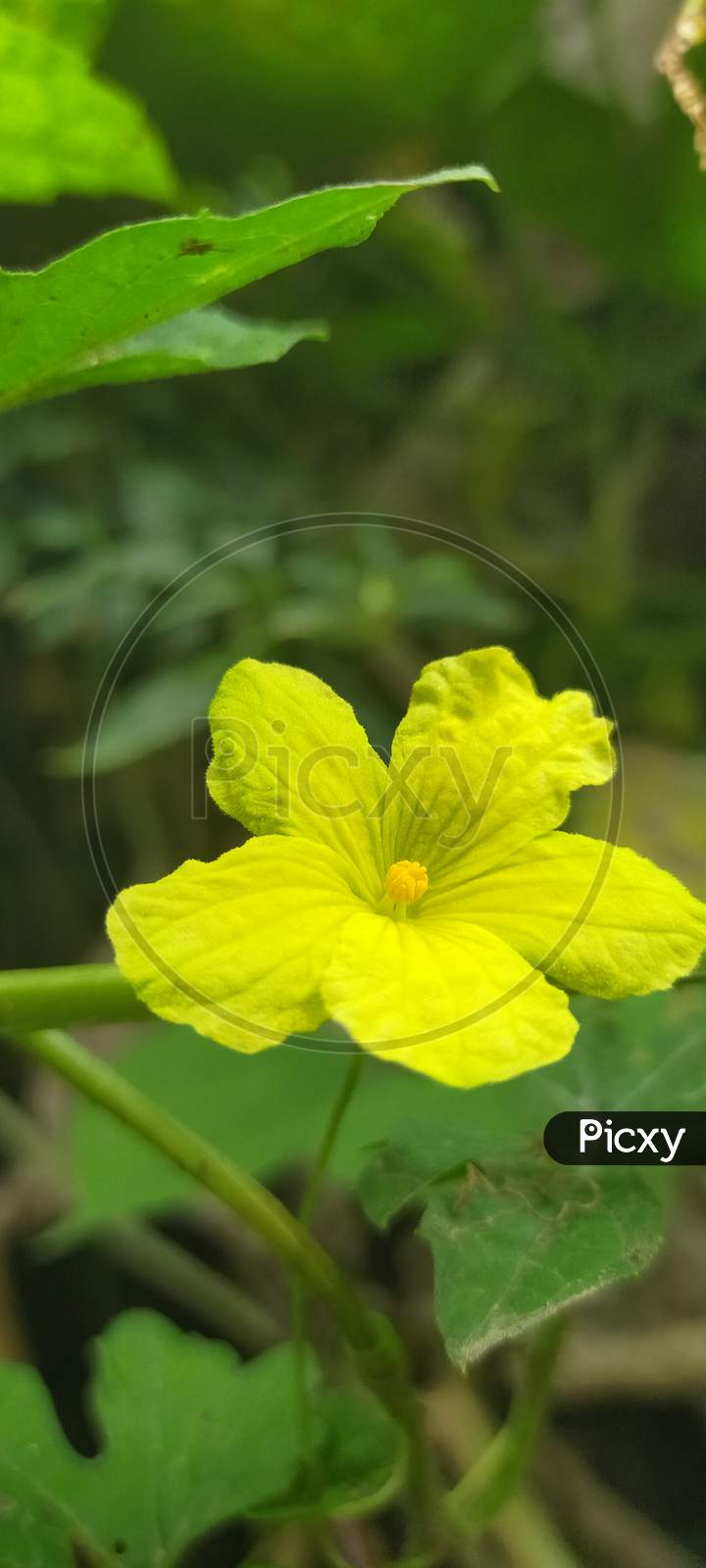 Close up beauty of yellow flower