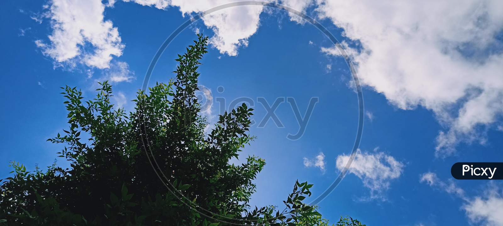Branches Of A Tree Against A Blue Cloudy Sky