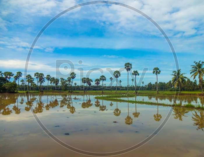 Paddy fields landscape in Andhra pradesh. Agricultural, agriculture.