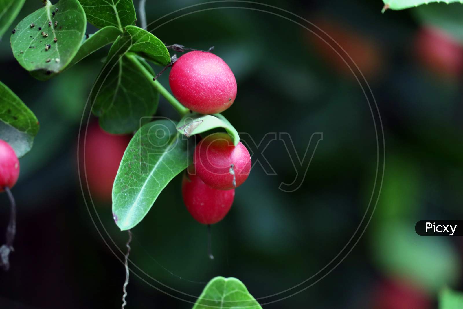 Red Fruit Hanging On A Tree