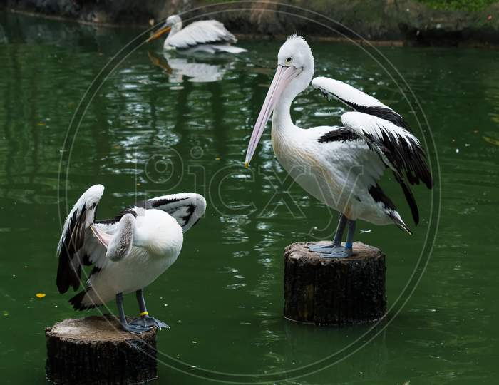 Australian Pelican Standing On A Log Of Wood On Green River Water