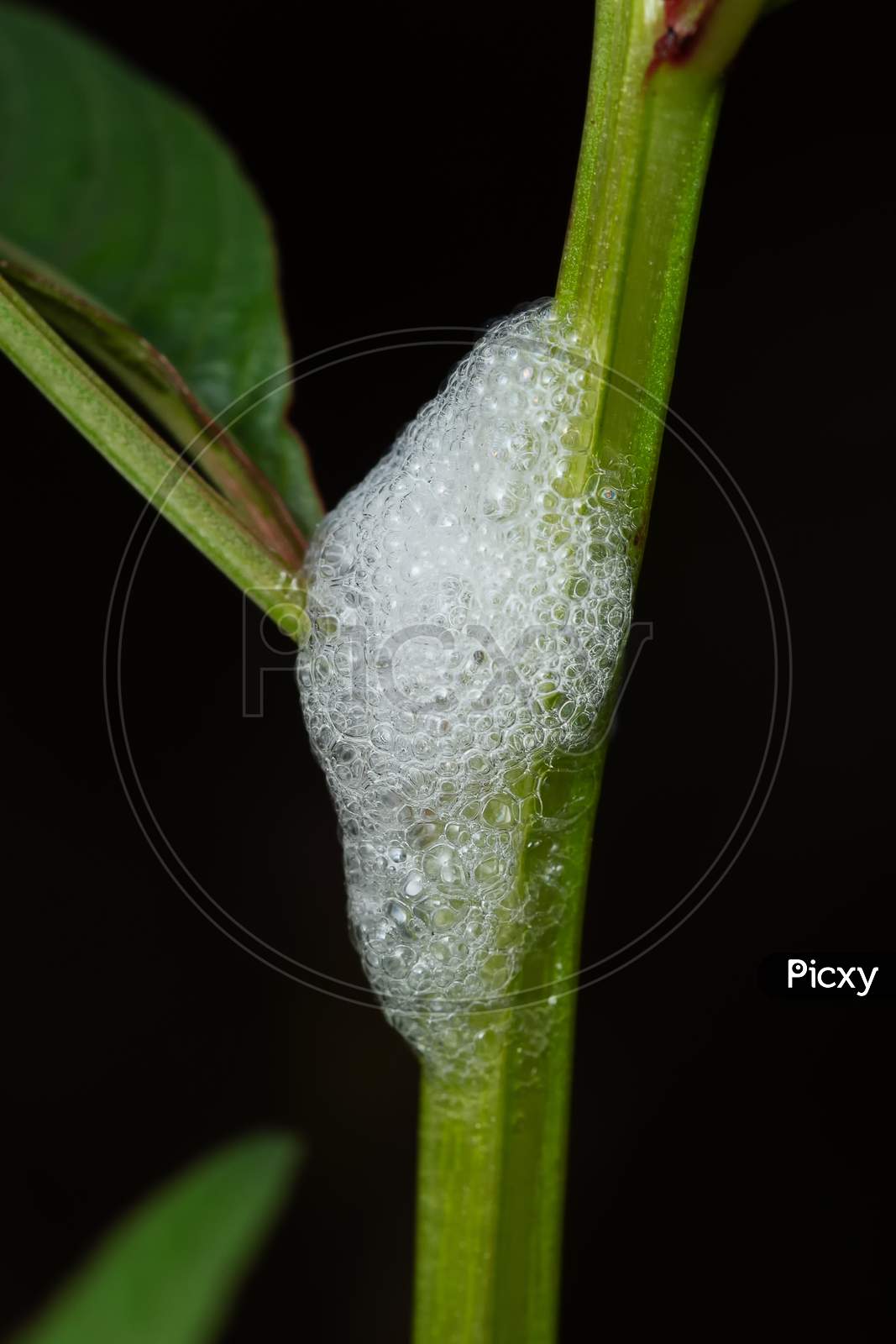 Larvae Of Spittle Bug In Its Home Made Of Foam (Clovia Punctata)