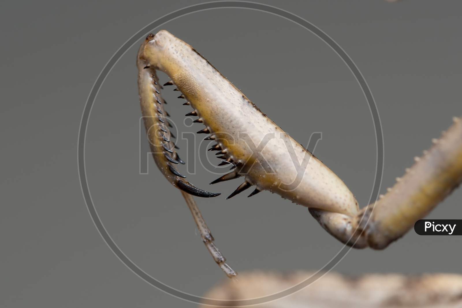 Raptorial Claws Of A Mantis (Iris Oratoria)