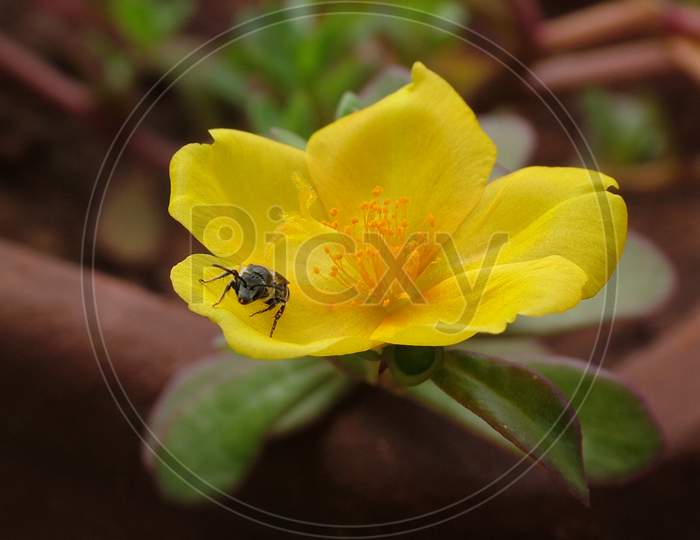 Honey Bee On Yellow Flower On Sunny Day
