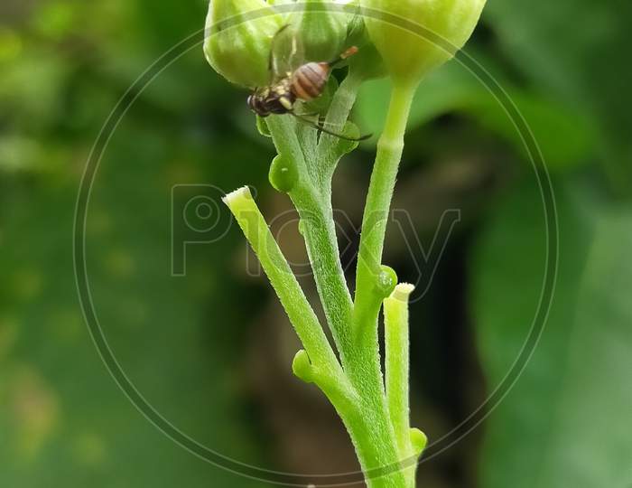 Insect on flower buds