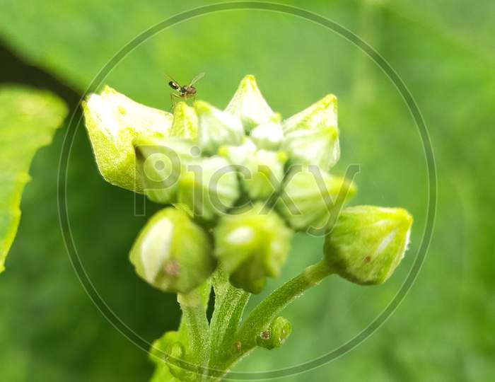 Flower buds and insect