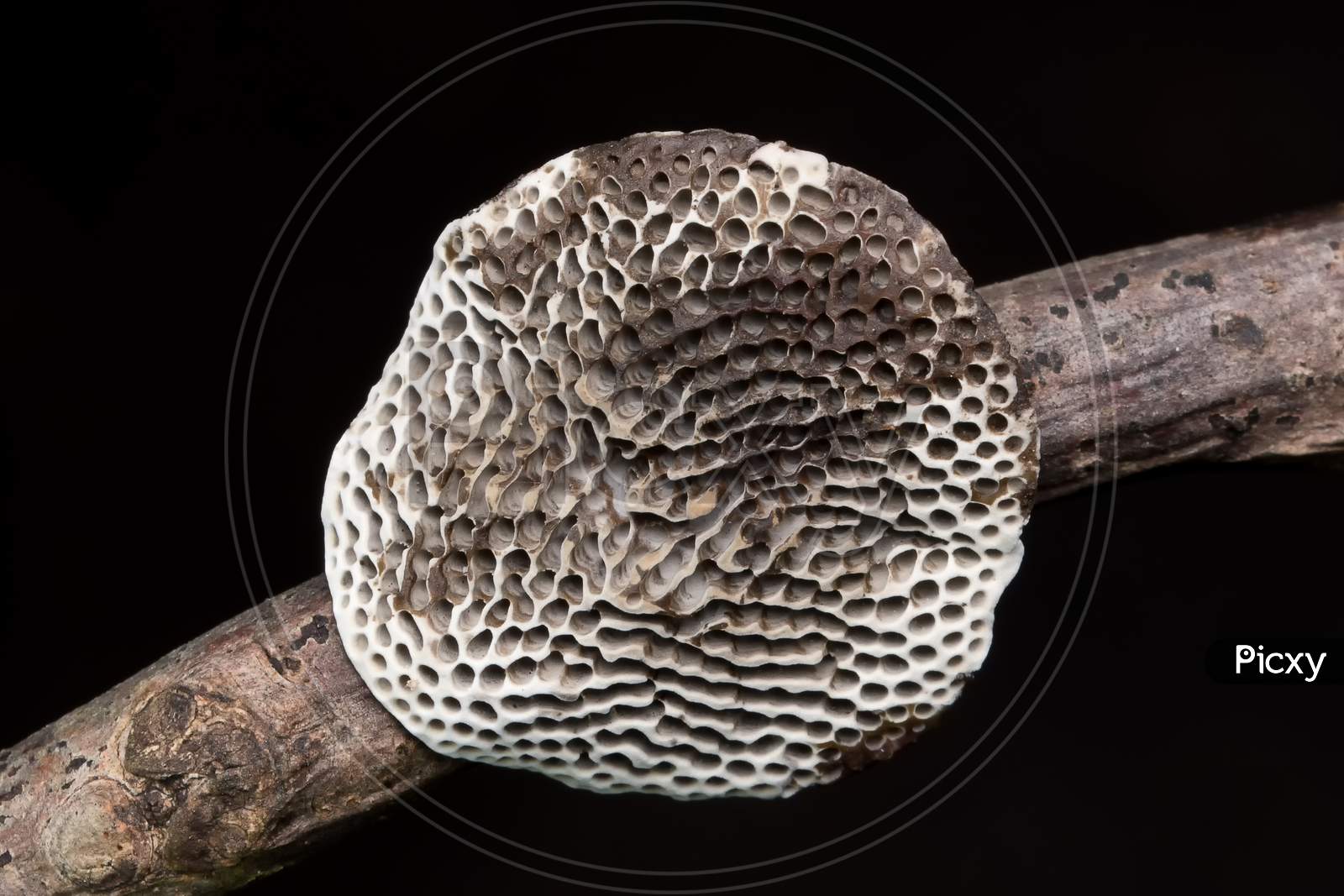 Honeycomb Bracket Fungus, (Hexagonia Tenuis) Polyporaceae